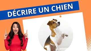 Apprendre à décrire en Français  Décrire un chien [upl. by Merl]