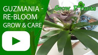 Guzmania  grow care and rebloom [upl. by Lrad476]