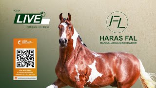 Live de Criação Haras FAL [upl. by Baryram957]