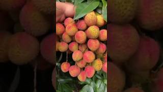 China 3 litchi in BD fruit শর্ট [upl. by Amadeus992]