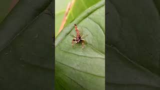 video shortlaba laba peloncatlaba laba salticidaehentzia [upl. by Notyal241]