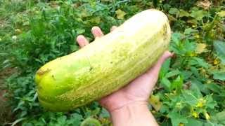 GIANT Cucumbers In My Garden  Harvesting Some Giant Cucumbers [upl. by Chavey244]