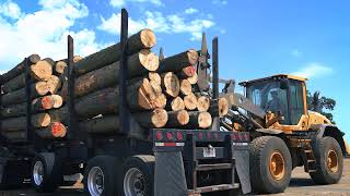 The US Sawmill How Hardwood Lumber is Made [upl. by Iddet]