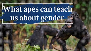 What can apes can teach us about gender  Frans de Waal [upl. by Odlonyer]