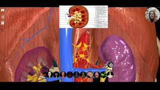 Анатомия человека Строение почек в 3 Д [upl. by Yrrem]