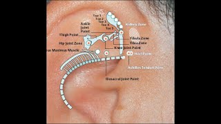 EAR ACUPUNCTURE  AURICULOTHERAPY 07 Points of Triangular Fossa amp Lobe [upl. by Aneeroc935]