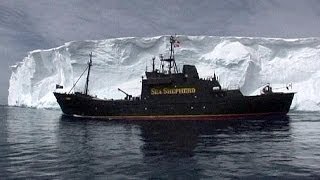 Sea Sheperd Paul Watson riappare in un tribunale Usa il Giappone lo vuole lontano dai balenieri [upl. by Bashuk]