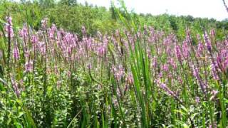 Purple loosestrife at Lake Gogebic [upl. by Ecnerat]