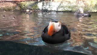 Good morning seabirds  Live From Monterey Bay [upl. by Guise]