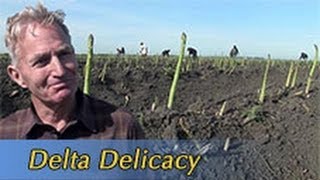 Growing California video series Delta Delicacy [upl. by Oigimer578]