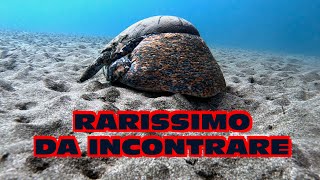 rarissimo da incontrare [upl. by Coveney]