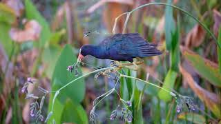 Purple Gallinule Call [upl. by Ssilem]