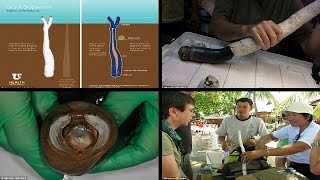 FiveFoot long Shipworm Revealed  Kuphus Polythalamia  Giant shipworm Unearthed in Philippines [upl. by Hilar]