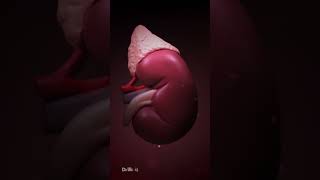 What Could Cause Kidney Stones Animation [upl. by Haorbed242]