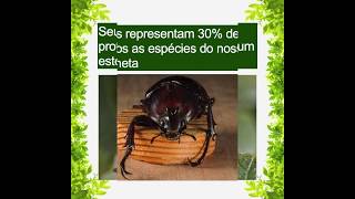 SAIBA MAIS Ordem Coleoptera [upl. by Laon675]