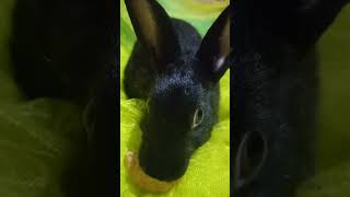 Black rabbit 🖤😍😱 Subscribe for more pleasesubscribe animallover cutebunny cute [upl. by Novat]