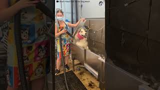 Hilarious Husky Wont Stop Screaming During Bathtime [upl. by Ihcekn]