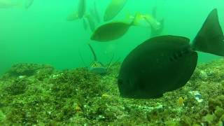 Rabbitfish and sawtail surgeonfish feeding on tropicalised reefs [upl. by Clift801]