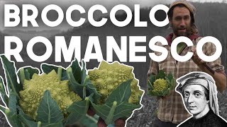 Il Cavolo Brocolo Romanesco  Scopri lortaggio [upl. by Schnabel]