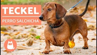 DACHSHUND o TECKEL  ¡El PERRO SALCHICHA [upl. by Gracie]