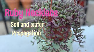 How to Propagate Ruby Necklace Othona Capensis Succulent Propagation Water and Soil [upl. by Saunder113]