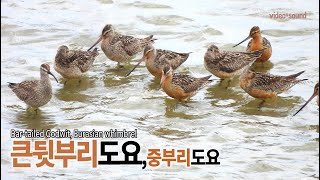 큰뒷부리도요중부리도요 Bartailed Godwit Eurasian whimbrel [upl. by Ziana639]