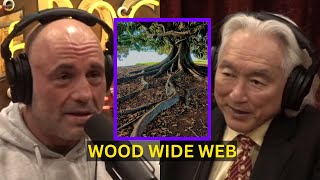 The Wood Wide Web  Joe Rogan Experience [upl. by Eslehc]