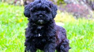 Shih Poo  The Ultimate Owners Guide [upl. by Sachsse]