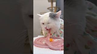 Cat Loves Eat🥩🍳ASMR Cat Mukbang asmr mukbang cat cute catvideos pets shorts [upl. by Jonas]