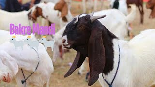 Bakre Mandi 🐐🐐🐐 Mumbai Maharashtra malwani Malad Westrizwanrider1000 [upl. by Arthur386]