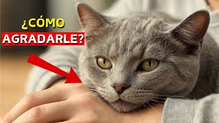 DESCUBRA LAS MEJORES FORMAS DE AGRADARLE A SU GATO ¡SEGÚN ESTUDIOS [upl. by Yeroc142]