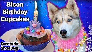 Bison Birthday Cupcakes for Dogs  Meat Birthday Cake For Dogs  DIY Dog Treats Recipe 106 [upl. by Ninehc]