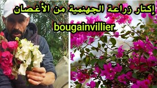 زراعةنبتةالجهنمية أو بوݣافيل bougainvillier من العقل أو الأغصان مع تحديد موعد وشروط نجاح الشتلات [upl. by Yovonnda971]