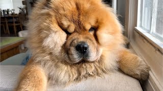 Grooming Our Little Lion Chow Chow [upl. by Bassett]