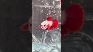 Betta fish beautiful transformation 🙀😍 bettafish breeding shorts [upl. by Aisena]