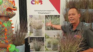 Schizachyrium Chameleon [upl. by Ilhsa]