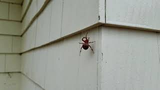 Beautiful Orb Weaver Spider in Holmdel NJ [upl. by Bergstrom]