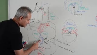 Spinal Cord Development  Embryology [upl. by Tartaglia]