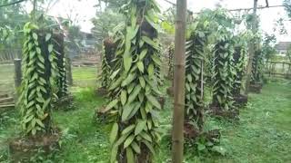 Planifolia vanili Indonesia [upl. by Lefty974]