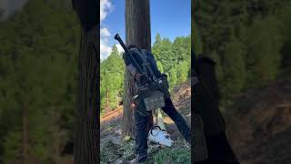 Lumberjack skunk 伐倒 lumberjack chainsaw logger logging 林業 [upl. by Bohrer320]