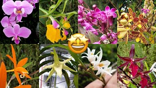 Beautiful Variety of Orchid Blooms to Inspire amp Lift Your Spirits 🥰 ninjaorchids [upl. by Enerod851]