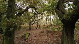 cannock chase stunning in autumn  Cinematic Drone Dji Mini 3 Pro [upl. by Entroc89]