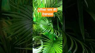 areca palm care🌴❤️plantcare arecapalm gardeningtips ytshorts indoorplants [upl. by Eeluj523]