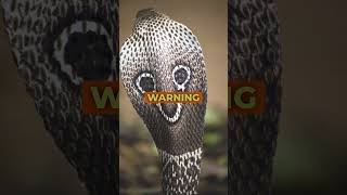 The Worlds Longest Venomous Serpent Unveiling the King Cobra JunglePals Tv animals pets facts [upl. by Ahsin]