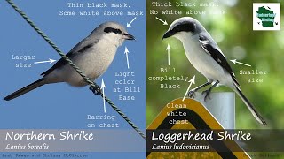 ID Tips Loggerhead Shrike vs Northern Shrike [upl. by Colleen]