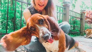 BASSET HOUND ALL GROWN UP SO CUTE [upl. by Yenahc]