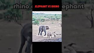 Elephant vs rhino trending animals wildlife elephant rhino shorts short [upl. by Ardek204]