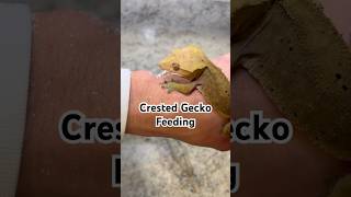 Baby Crested Gecko Feeding crestedgeckos reptiles feeding [upl. by Bing]