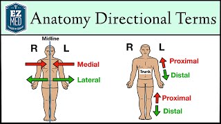 Anatomical Position and Directional Terms Anatomy MADE EASY [upl. by Ssor]