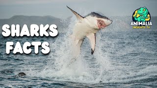 5 MindBlowing Shark Facts You Never Knew [upl. by Scrogan]